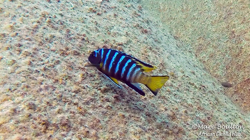 Chindongo sp. 'elongatus masimbwe' Masimbwe Island